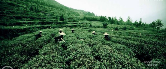 茶園宣傳片，廣告宣傳片